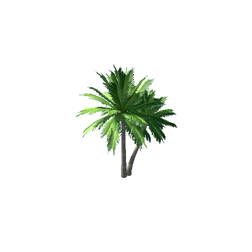 palm tree3